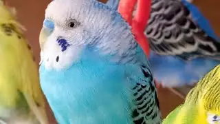 Love Birds | Australian Parrots | Budgies Breeding Pair | Budgies Family🦜🐦😘💕