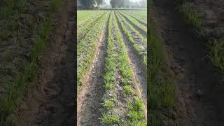 Wheat latest farming in Pakistan #wheat #farming  #agriculture
