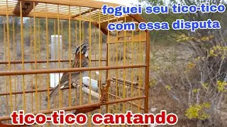 Tico-tico Cantando ao vivo!