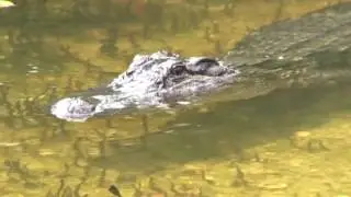 Sanibel Alligator