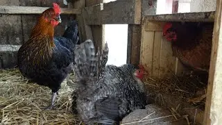 ranní snášení vajíček - morning egg laying ( 124 )