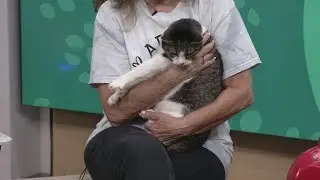 Визит Зизи в приют для животных Пармы