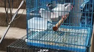 Albino java and gray java bird bathing  