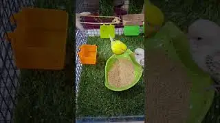 Angry parrots 🦜 गुस्से वाले तोते