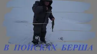 Берш нашелся