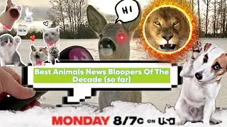 Best Animals News Bloopers Of The Decade (so far)