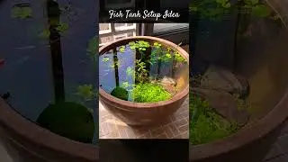 MMA Shorts : Fish Tank Setup Idea | Aquarium Setup Idea #fishtanksetup #aquariumsetup #fishtankideas