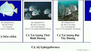 C&aacute;, bộ Ephippiformes fish tai tượng hi&ecirc;n Dương Đại chấm Th&aacute;i B&igrave;nh ch&igrave;a v&ocirc;i Gallagher Satya Yuga