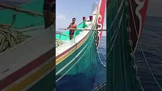 detik detik terperangkap nya ikan kenyar oleh perahu sumber bunga