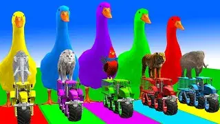 5 Giant Duck Cartoon,Cow,Elephant,Tiger,Lion,Dinosaur,Paint Wild Animals Crossing Fountain Animation
