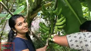 Locked down special recipe from our organic garden അടുക്കളത്തോട്ടം mixed vegetable curry#cooking