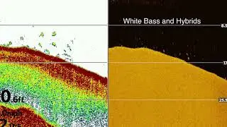 How to Identify White Bass & Hybrids on Your Graph