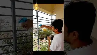 #foryou #shortvideo #short #care of corridor flower #flowers #plants
