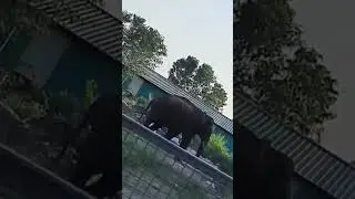 Arikomban Elephant - At Kambam | Suruli falls | Visit