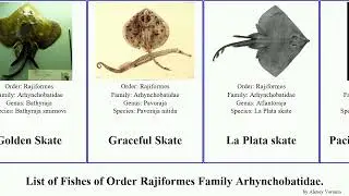 List of Fishes of Order Rajiformes Family Arhynchobatidae. skate fanskate Bathyraja Sandskate Rio