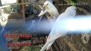 bird's colony me matki lagayi