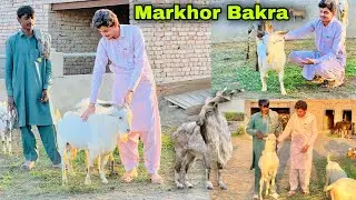 MarKhor Breed Ka Bakra Lay Aye 😍🐐 || Barbari Goat