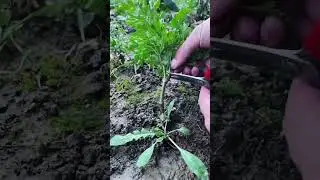 Herb leaf cutting process with scissor