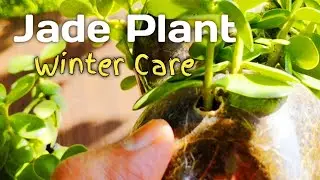 How to care for a Jade plant in winter