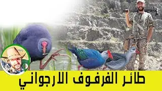 طائر الفرفور الارجواني
