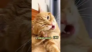 4 Cat Health Secrets Your Vet Won&rsquo;t Tell You! 🐾 (Number 4 Is Shocking!)