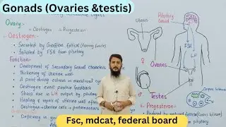 Gonads | gonads and their hormones