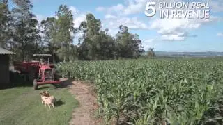 Tobacco production in Brazil