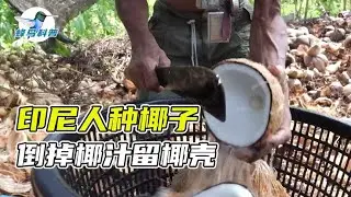 印尼人倒掉椰汁，只留着椰子壳，为什么这么奇怪？椰壳有啥用？