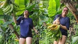 Asi Se Corta El Platano Maduro En El Terreno!