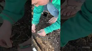 Three ways to keep PESTS away from your BRASSICAS. #companionplanting #gardeningtips gardeningtips
