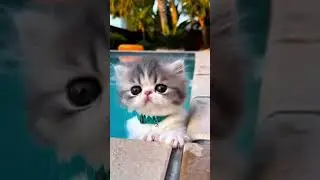 Poor kitten #cat