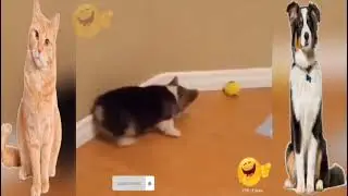 ctue dogs and cats /funny/Ep01   _TPR Funny