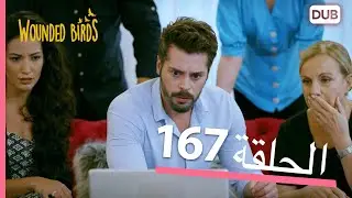 الطيور الجريحة | الحلقة الكاملة 167 |  مدبلج عربي