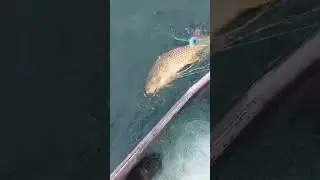 Rohu fish catching, rohu catch with cast net fishing #shorts #fishing #rohufish