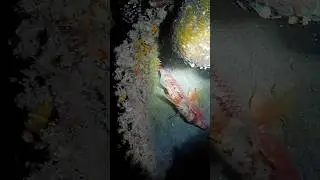 NIGHT HUNT SPEARFISHING: Goatfish Hunting