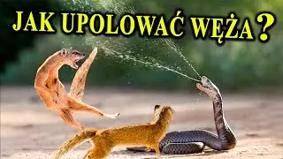 Pogromcy Węży i Skorpionów - MANGUSTY - W Kupie Siła
