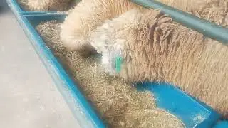Sheep Merino for Sepanyol #animalschanel09 #sheep #merino #animals 