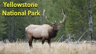 The Best of Yellowstone National Park  - Things to Do