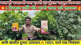 🌱एकरी 20 कुंटल कापूस पाहिजे🫵ही फवारणी करा💥कमी खर्चात✌️#kapus #kapashi #कपाशी #कापूस #kapas #cotton