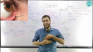 Lacrimal 1 (Anatomy)