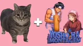 YOSHO HAI YAI YAI x OIIA OIIA CAT