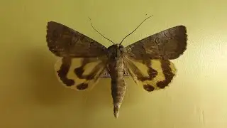 ИЗ МИРА: 160. Catocala agitatrix
