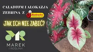 Caladium i alokazja zebrina z Biedronki. Jak o nie dbać i ich nie zabić?