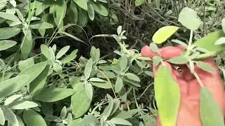 Bah&ccedil;enizde Yetiştirdiğiniz Ada&ccedil;ayı Nasıl Hasat Edilir