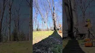 Rigging down an Ailanthus tree