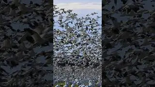 Is This Real?! Snow Geese Take Over the Sky!