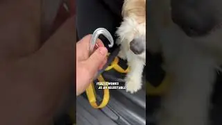 the Quick-Control Leash helps you keep your dog safe during the proofing stage of training