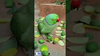 Funny Talking Parrot &ndash; Hansi Rok Nahi Paoge!