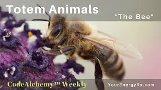 Totem Animals Healing - Week5 - The Bee