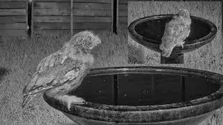 2024.08.20 Screech Owl visits Bird Bath